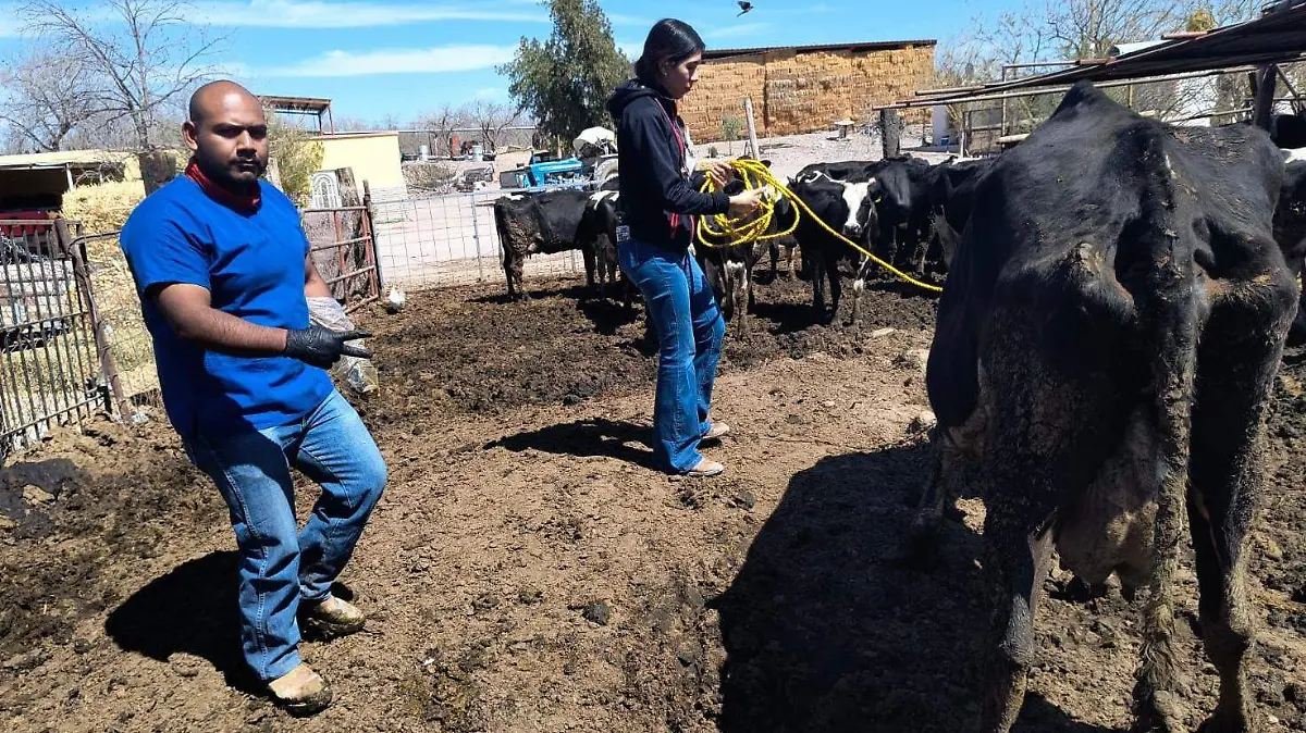 Ganado vacuno veterinarios